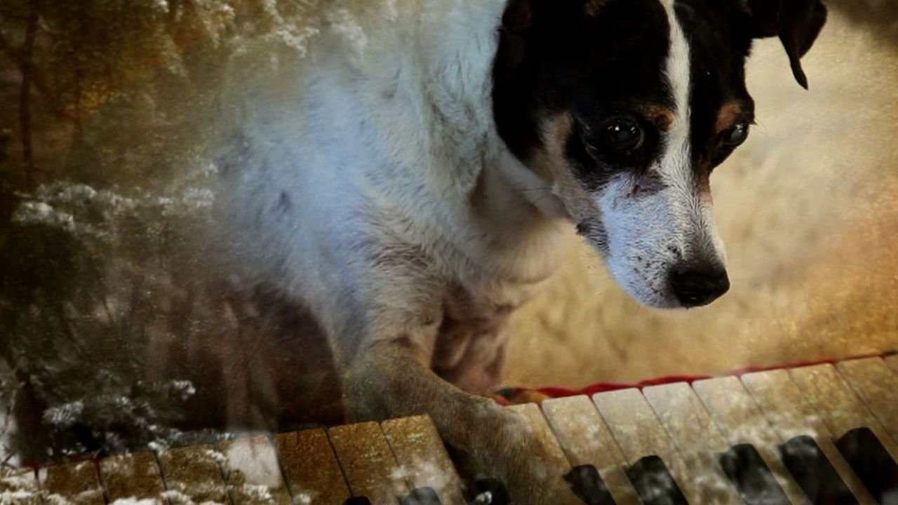 Cuore di un cane