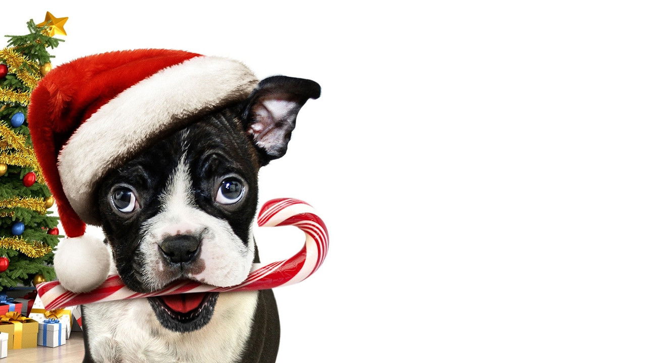 Mamma, ho perso il cane