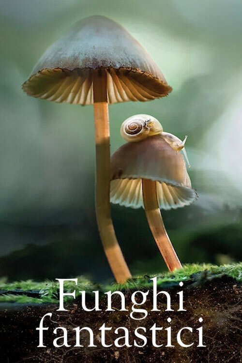 Locandina di Funghi fantastici